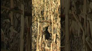 Pheasant in the cornfield nature birds [upl. by Einnoj]