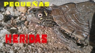 TRATAMIENTO DE PEQUEÑAS HERIDAS EN TORTUGAS PARA CASOS LEVES  CURAS EN CASA [upl. by Peggy]