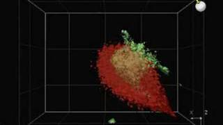 Confocal imaging of Platelets red and Pselectin green [upl. by Yarb]