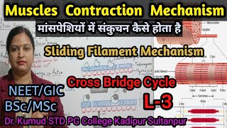 Physiology Of Muscle Contraction Sliding Filament Mechanism CrossBridge Cycle NEET BScMScTGT [upl. by Hoffmann]