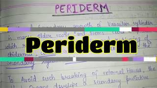 Periderm [upl. by Ahtelat816]