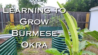 Learning to Grow  Burmese Okra [upl. by Bernj]