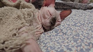 I am beautifully ugly ❤️Cat sphynx Mo🐈 [upl. by Lyndes]