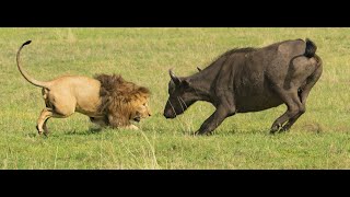 Africa extrême  documentaire animalier [upl. by Nortna407]