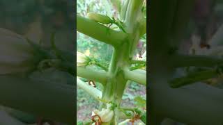 Papaya Fruiting🌼Flowers papaya papayafruit papayafarming agriculture shorts short garden [upl. by Levitan381]