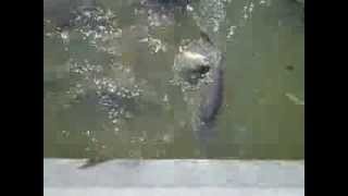 Чавкающие рыбы в Зоопарке Карлсруэ Германия Champing fishes in the Zoo of Karlsruhe Germany [upl. by Hayne]