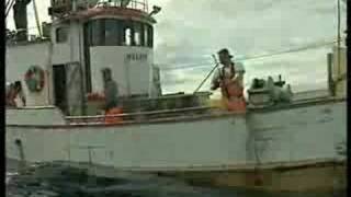 Fishing cod at Soroya norway [upl. by Hsan775]