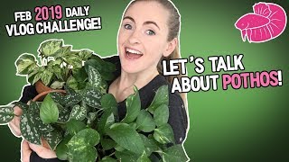 Pothos Plant Varieties  All of Mine Including Rare Ones February Daily Video 11 [upl. by Elamaj]