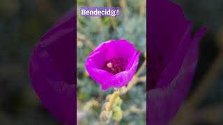 Bendecid calandrinia nature flores naturelovers diostehablaescuchalo [upl. by Greerson]