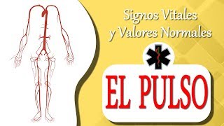 QUE ES EL PULSO cardiaco   Signos Vitales [upl. by Marcille]