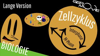 ► Zellzyklus und Zellteilung  verständlich erklärt  Lange Version [upl. by Yesor]