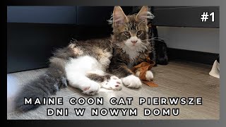 MaineCoon Cat Hitman pierwsze dni w nowym domu [upl. by Carroll]