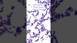 Staphylococcus aureus under microscopeGram positive coccicocci in clusters microscopybacteria [upl. by Lukash]