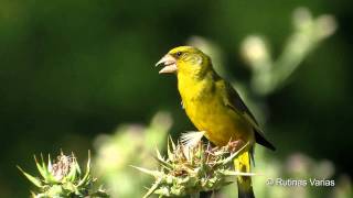 Verderón en los cardos Carduelis chloris Greenfinch [upl. by Encrata]