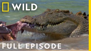 Animal Fight Night When Sharks and Crocodiles Go Head to Head Full Episode  Dangerous Encounters [upl. by Nafets]