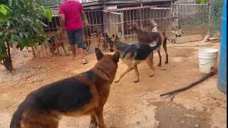 Pure bred Dogs Jamaica [upl. by Particia33]