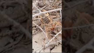 Camel Spider Eating Insect  Solifugae sunspiders or windscorpions [upl. by Herzog]