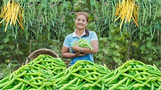 Harvest Cove Beans Papaya Make Mango Jam Jicama  Go To Market Sell  Gardening Farming Cooking [upl. by Selima153]