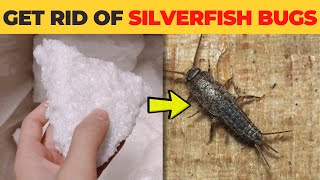 How to Get Rid of Silverfish Bugs Naturally  The Easy Way [upl. by Acsecnarf580]