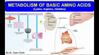 Metabolism of basic amino acids II Lysine Arginine Histidine II Biochemistry II by Dr Tejas Shah [upl. by Nohsed]