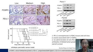 CancerFOXP3 Identifies Pancreatic Ductal Adenocarcinoma Patients for Immunotherapy [upl. by Chak]