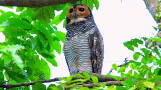 Spotted Wood Owl [upl. by Aurlie]