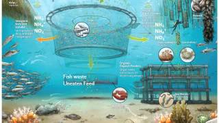 What is Integrated Multi Trophic Aquaculture [upl. by Phedra]