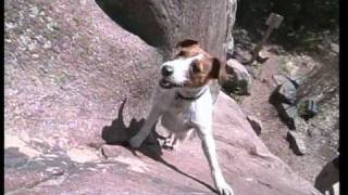 Biscuit the Climbing Dog from FRONT RANGE FREAKS by Sender Films [upl. by Enyrhtak]