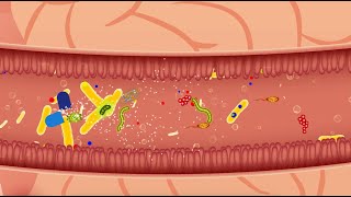 Efeito do Lactobacillus casei Shirota na diarreia associada ao uso de antibióticos [upl. by Goraud]