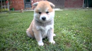 Akita Inu puppy [upl. by Ealasaid]