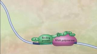 Transcription Factors HD AnimationHIGHmp4 [upl. by Ateerys]