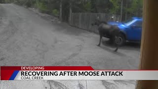 Victim of Coal Creek moose attack feels lucky to be alive [upl. by Raychel]