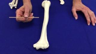 Appendicular skeleton  Arm bones [upl. by Cherlyn]