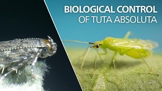 Biological control of Tuta absoluta  Macrolophus pygmaeus [upl. by Spencer]