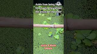 Azolla and Water Lettuce crayfish waterplants aquarium azolla waterlettuce [upl. by Melessa]