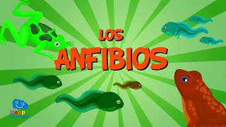 Los Anfibios  Vídeos Educativos para Niños [upl. by Farrison158]