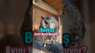 Baykuşların Karanlıkta Avlanma Yetenekleri ve Doğada Hayatta Kalma Stratejileri 🦉 [upl. by Kcerb]