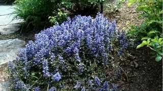 Chocolate Chip Ajuga  Ajuga Chocolate Chip  Flowering Groundcover  Bugleweed [upl. by Bonucci]