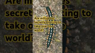 Millipedes Are Taking Over the Worldcat shortpants shorts [upl. by Arthur]