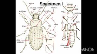 WAEC 2024 Agricultural Science practical specimen Agric science practical Explained [upl. by Saeger]