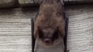 Little Brown Bat stretches and yawns before taking a nap [upl. by Etnaled]