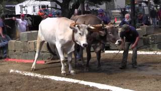 Ox Pull 2013 Deerfield Fair Oxen NH Pulling Video 10 [upl. by Lacagnia322]