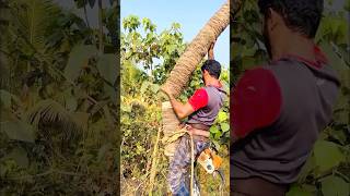 Coconut tree cutting l K M [upl. by Isabea715]