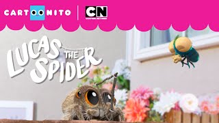 Lucas the Spider  The Altogether Song  Short [upl. by Ano]