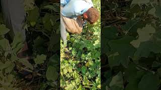 harvests Eggplant Grow farming gardening shorts Amazing Agriculture Work agriculture [upl. by Sillek]