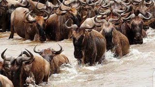 Massive migrationwildebeest [upl. by Refeinnej890]