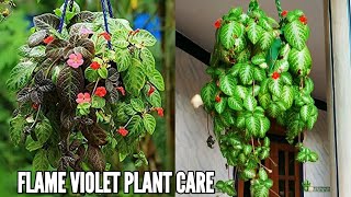 Flame violet plant care  Episcia cupreata plant care  Flame violet plant [upl. by Amadis]