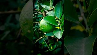 Super micro photography ideas for lemon 🍋 for editing 💡 amazing shorts photography [upl. by Nivak230]