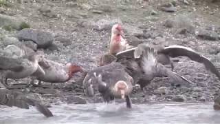 Polar carnage – Giant Petrels fighting over and eating a dead King Penguin [upl. by Stephenson866]