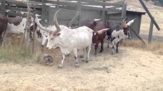 Safari West Watusi Cattle [upl. by Chimene]